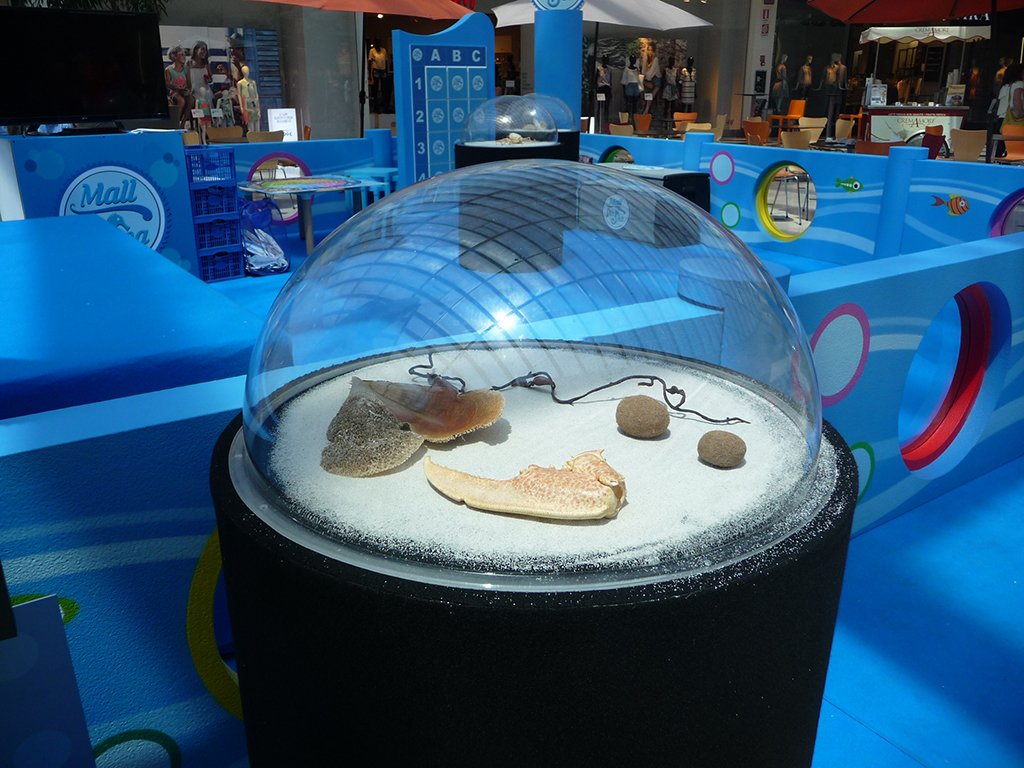 Mall for Sea Alla Scoperta dell’Ecosistema Marino